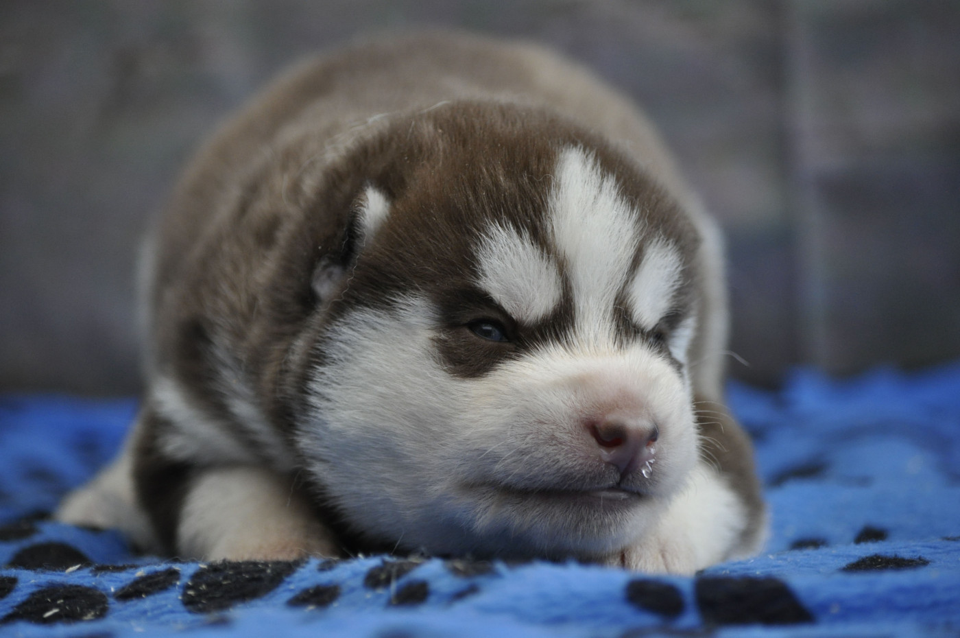 Angel Inside's - Chiots disponibles - Siberian Husky