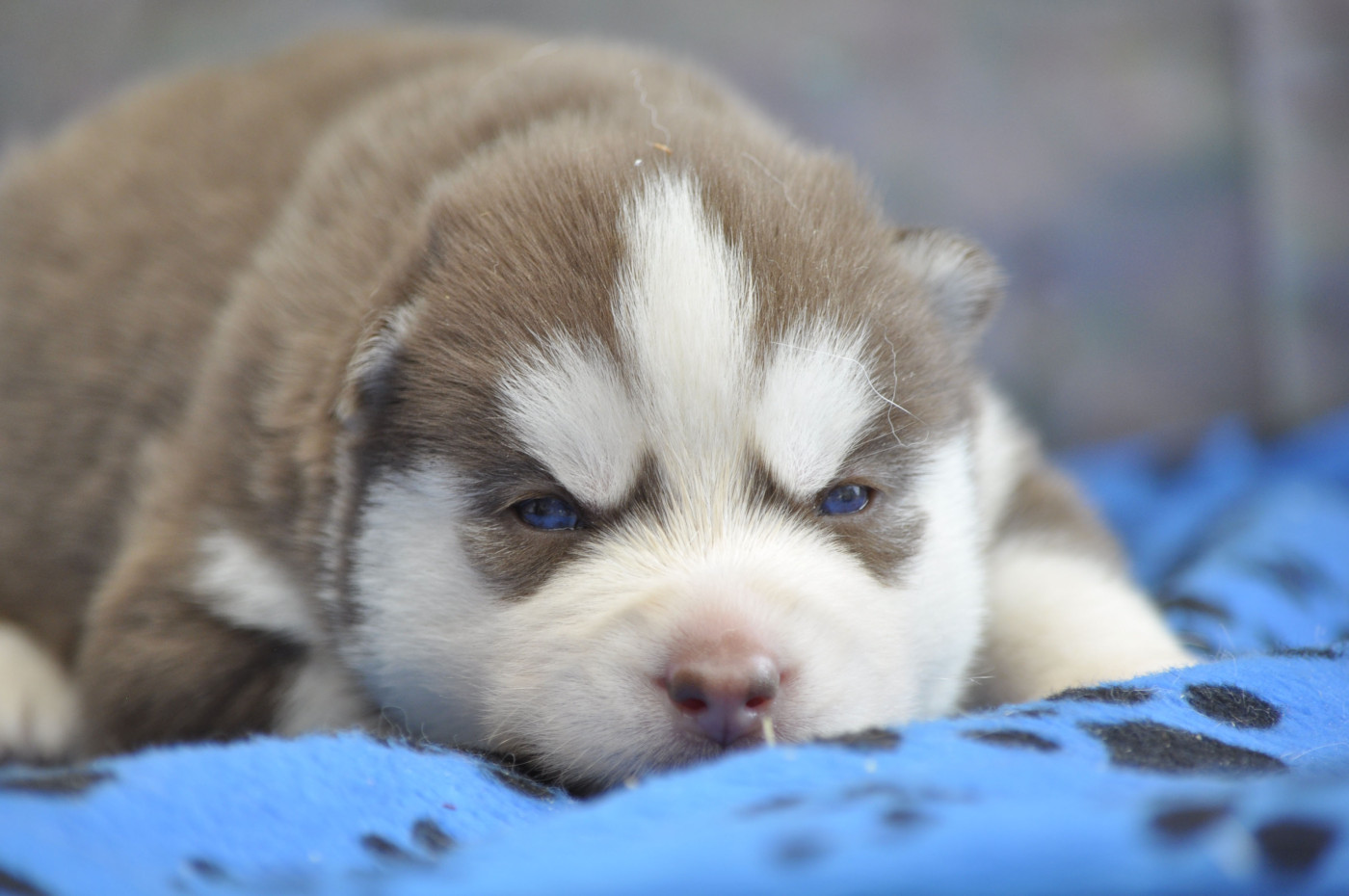 Angel Inside's - Chiots disponibles - Siberian Husky