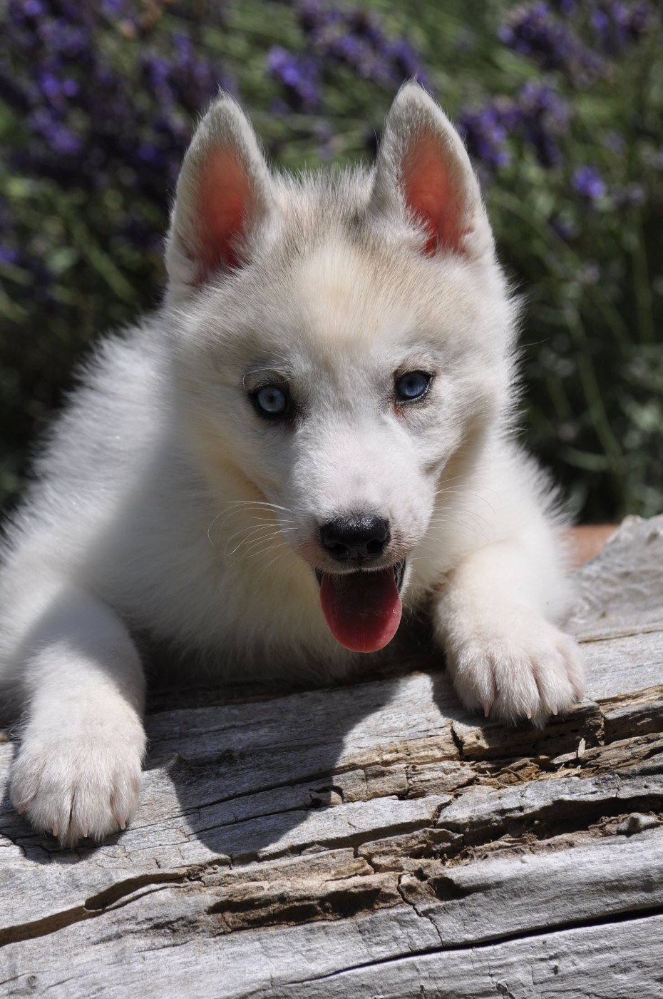 Angel Inside's - Chiots disponibles - Siberian Husky