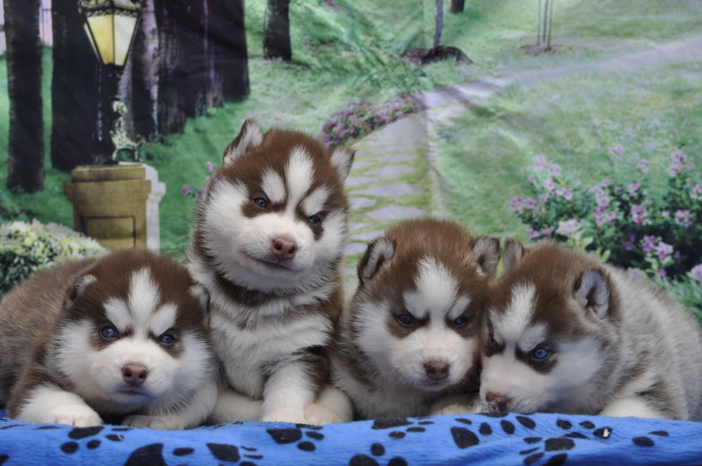 Chiot Siberian Husky Angel Inside's