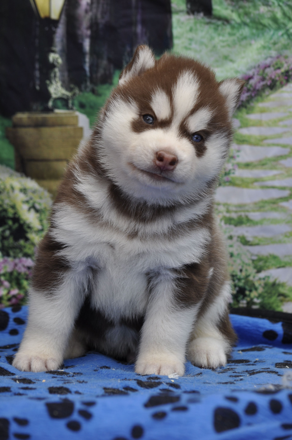 Angel Inside's - Chiots disponibles - Siberian Husky