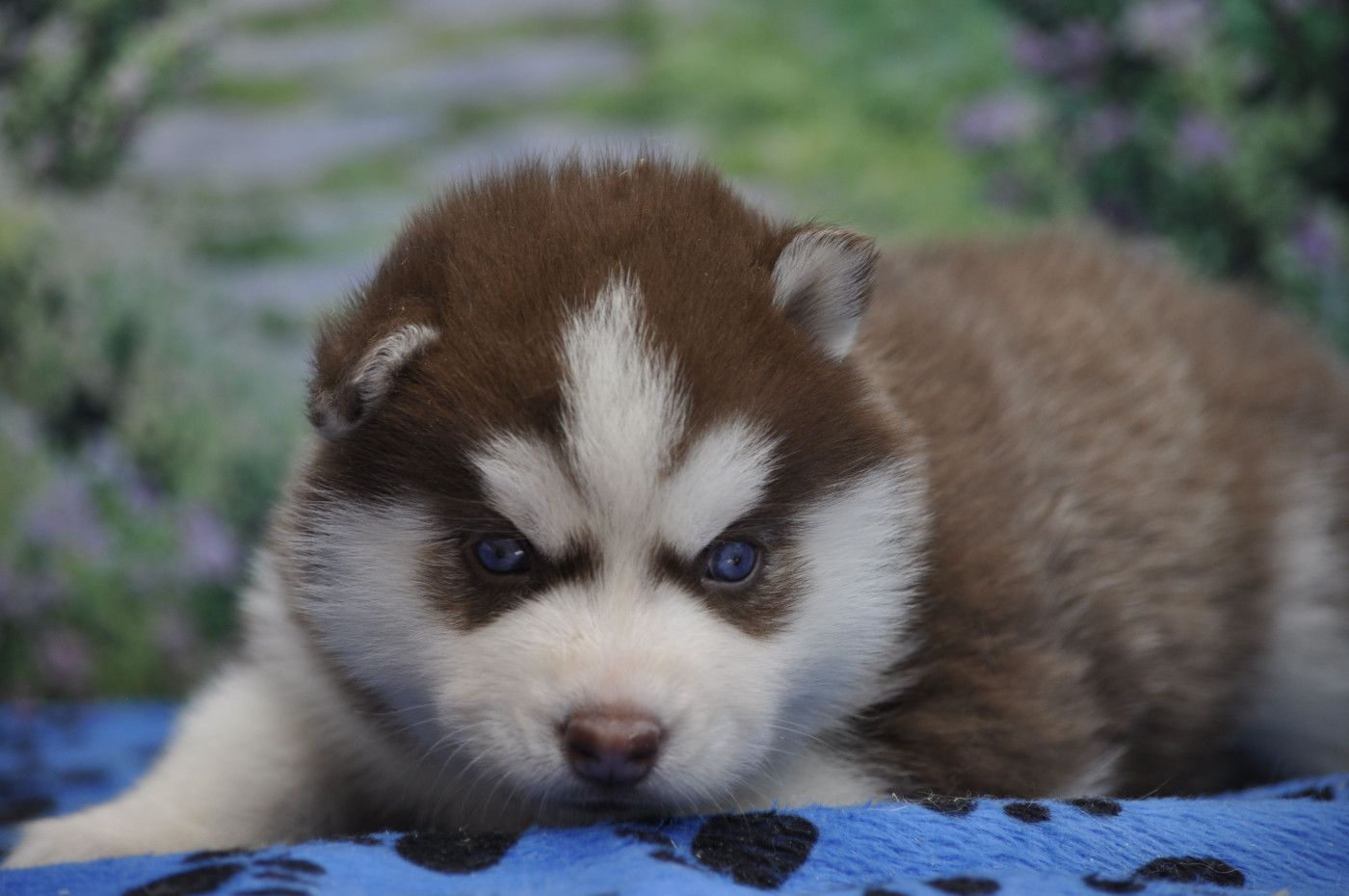 Angel Inside's - Chiots disponibles - Siberian Husky