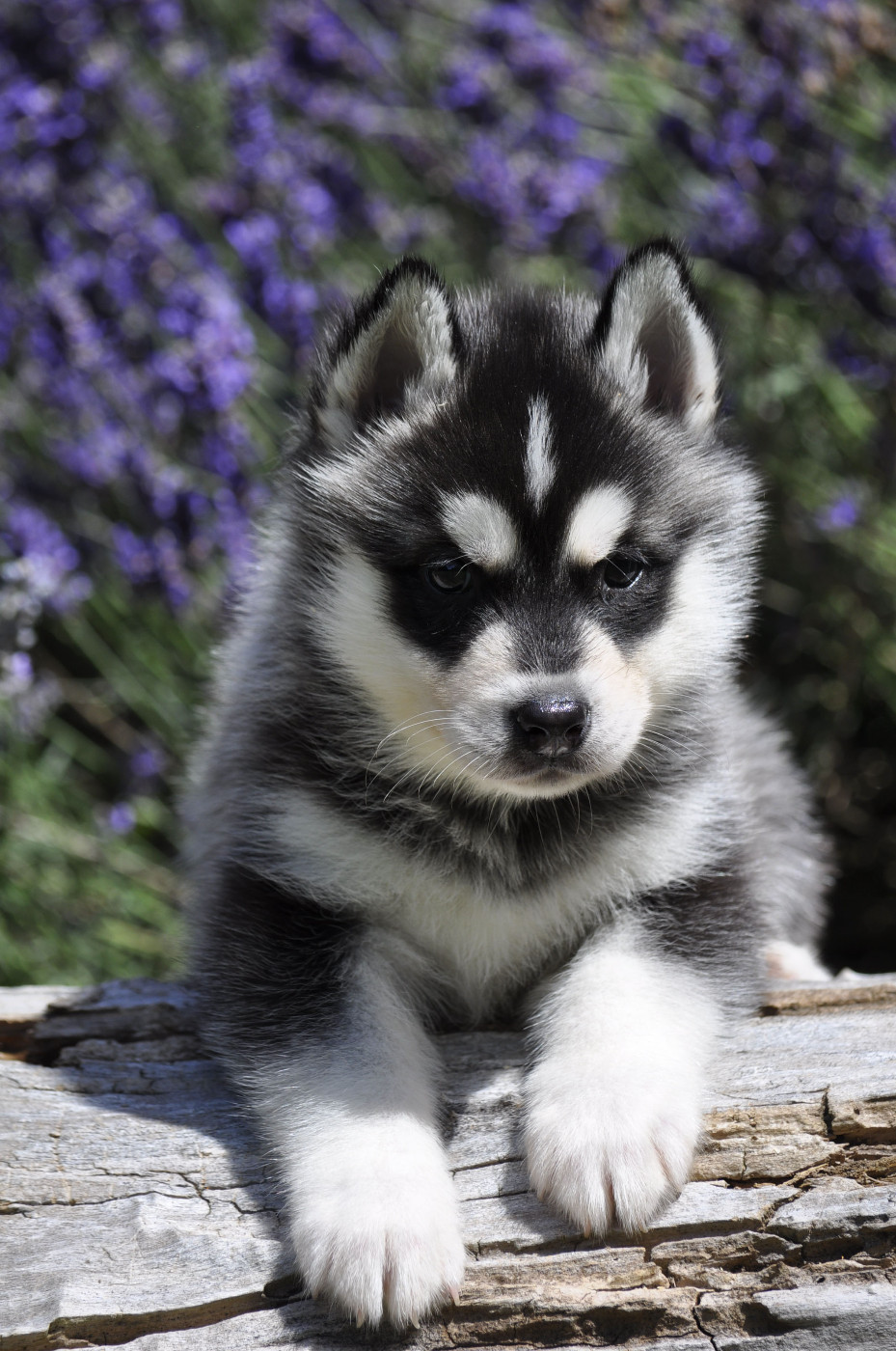 Angel Inside's - Chiots disponibles - Siberian Husky
