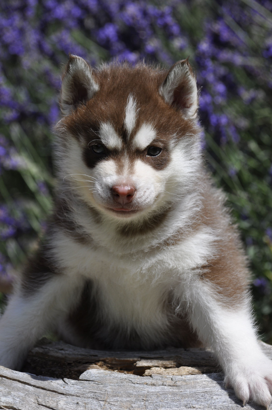 Angel Inside's - Chiots disponibles - Siberian Husky
