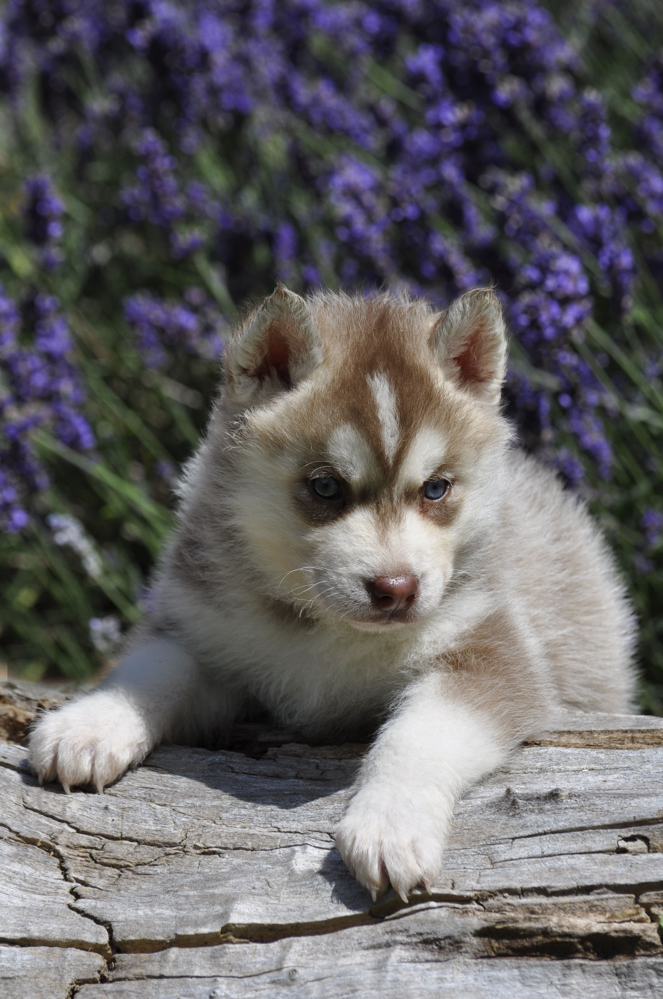 Angel Inside's - Chiots disponibles - Siberian Husky
