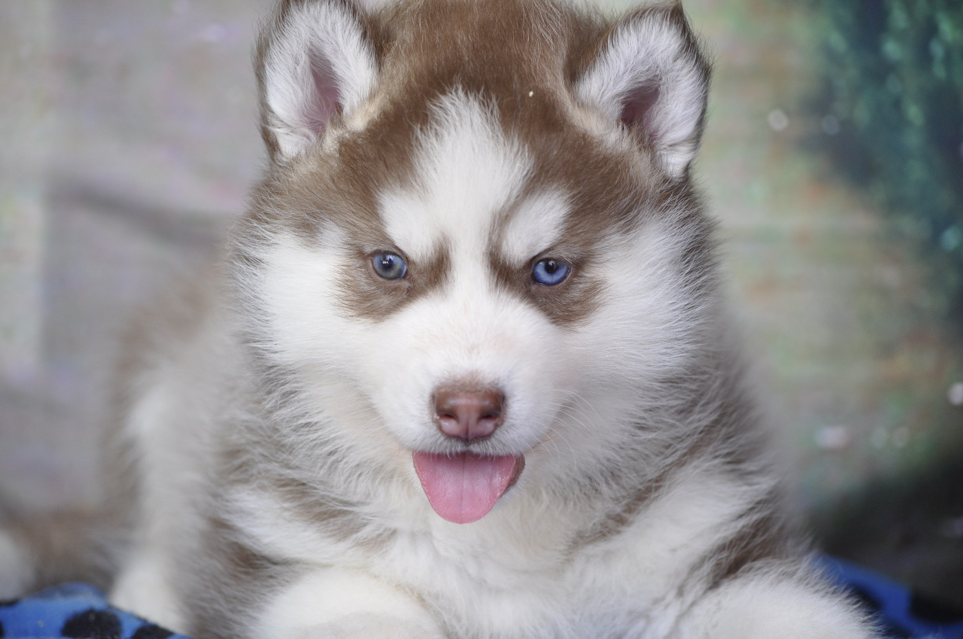 Angel Inside's - Chiots disponibles - Siberian Husky