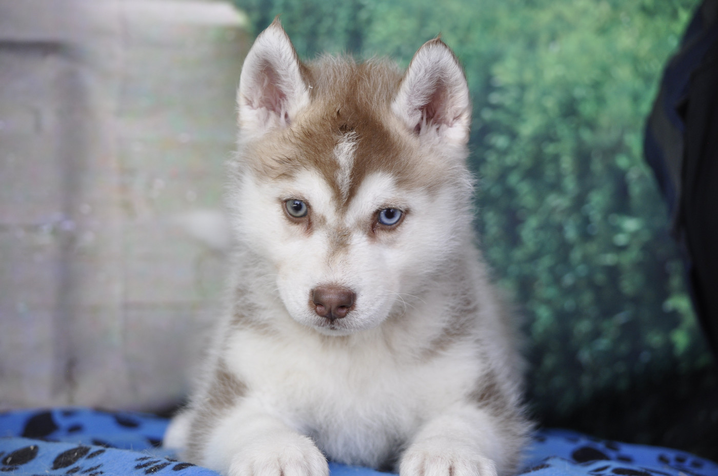 Angel Inside's - Chiots disponibles - Siberian Husky