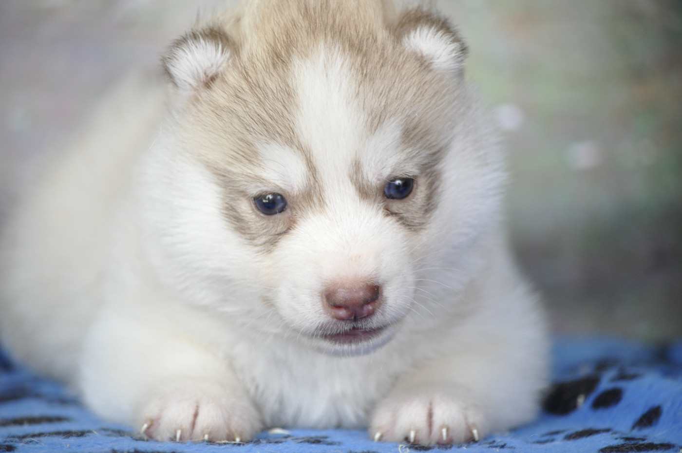 Chiot Siberian Husky Angel Inside's