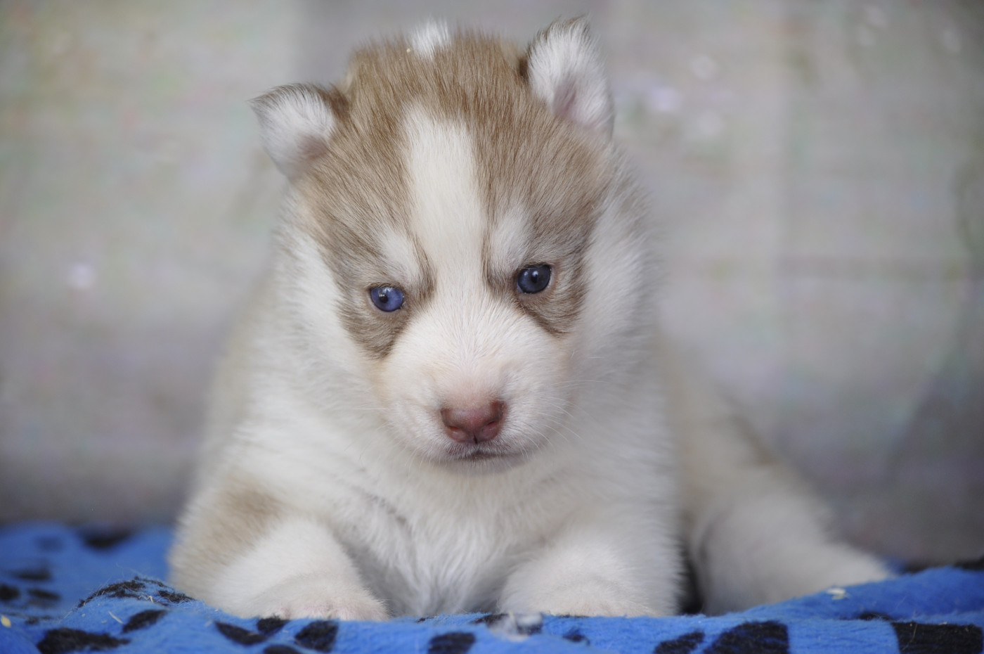 Angel Inside's - Chiots disponibles - Siberian Husky