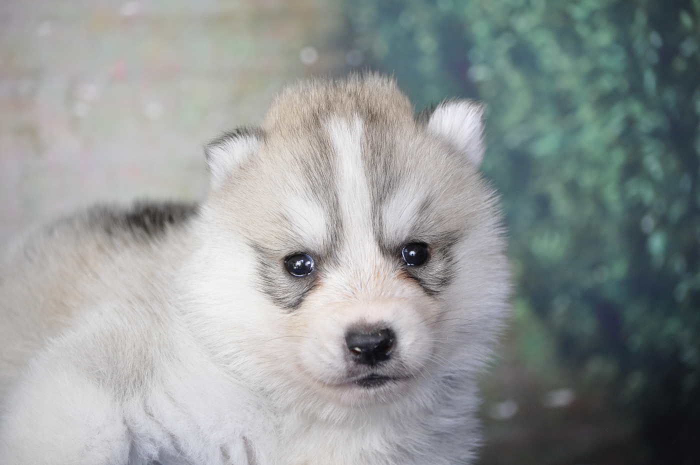 Angel Inside's - Chiots disponibles - Siberian Husky