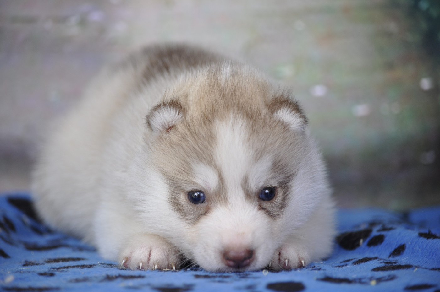 Angel Inside's - Chiots disponibles - Siberian Husky