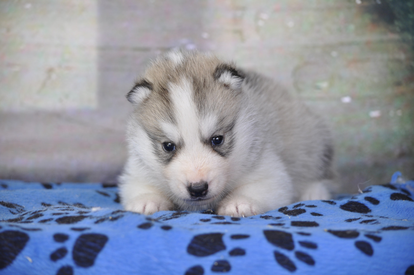 Angel Inside's - Chiots disponibles - Siberian Husky