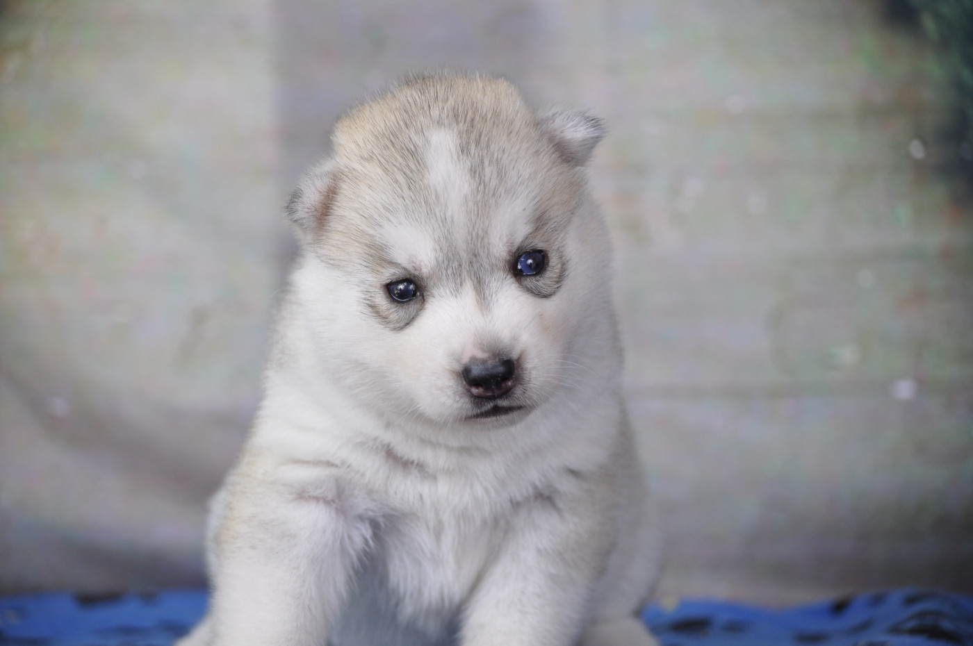 Angel Inside's - Chiots disponibles - Siberian Husky