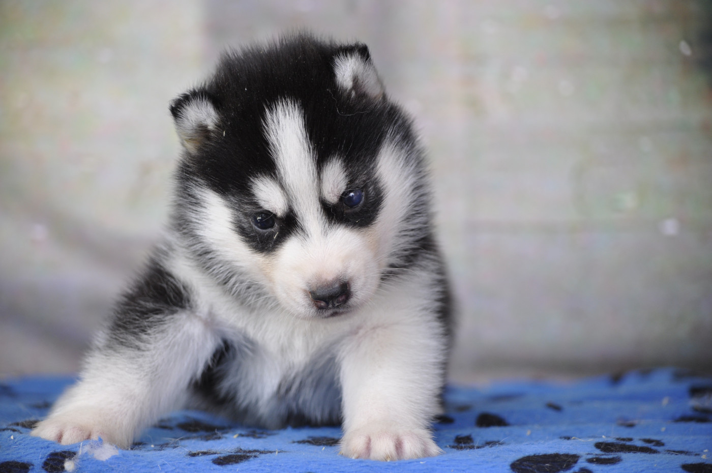 Angel Inside's - Chiots disponibles - Siberian Husky