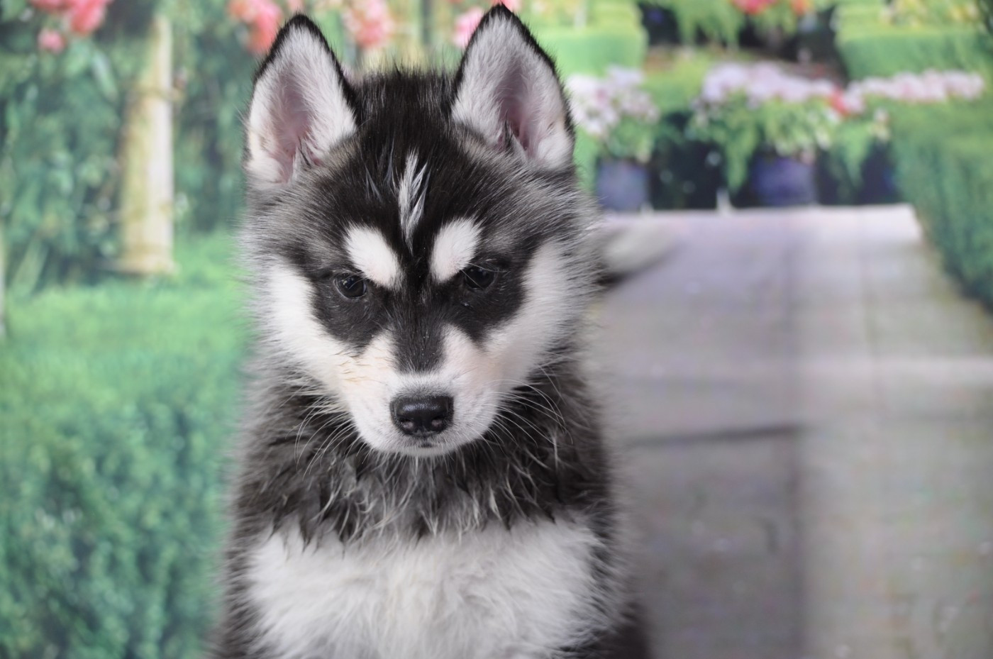 Angel Inside's - Chiots disponibles - Siberian Husky