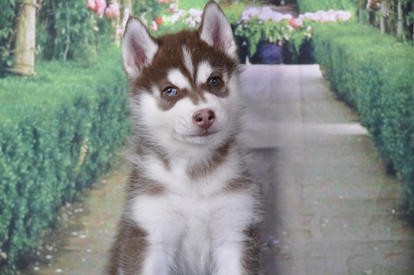 Angel Inside's - Siberian Husky - Portée née le 14/05/2026