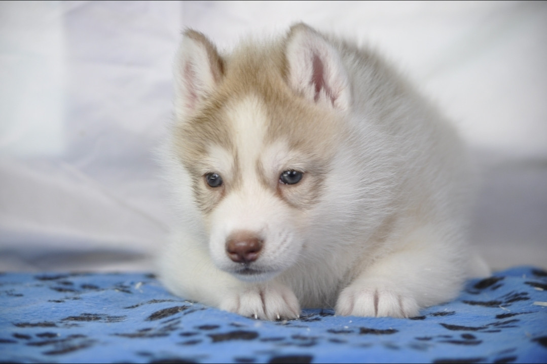 Chiot Siberian Husky Angel Inside's
