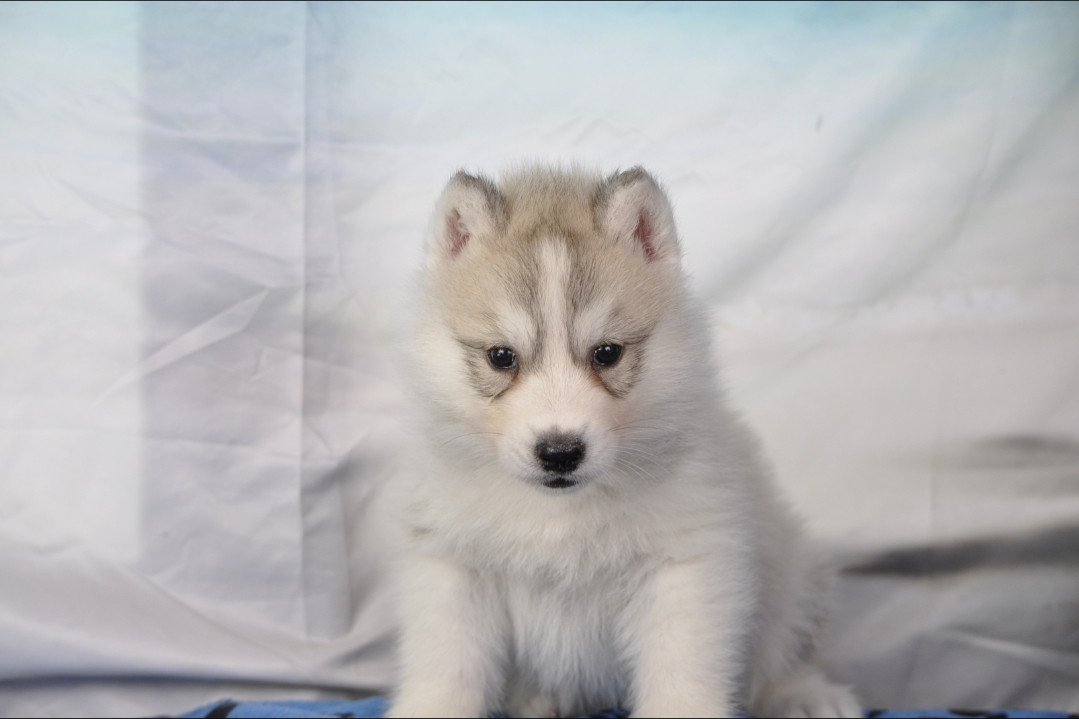 Angel Inside's - Chiots disponibles - Siberian Husky