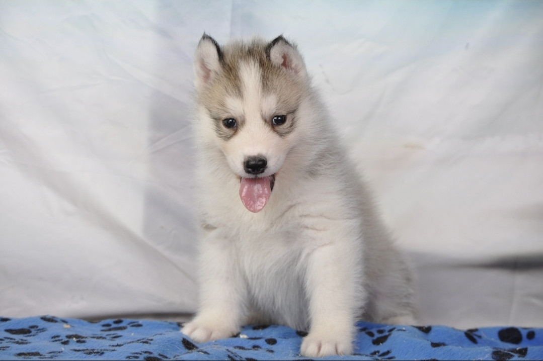 Angel Inside's - Chiots disponibles - Siberian Husky