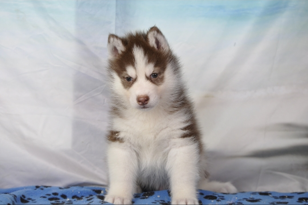 Angel Inside's - Chiots disponibles - Siberian Husky