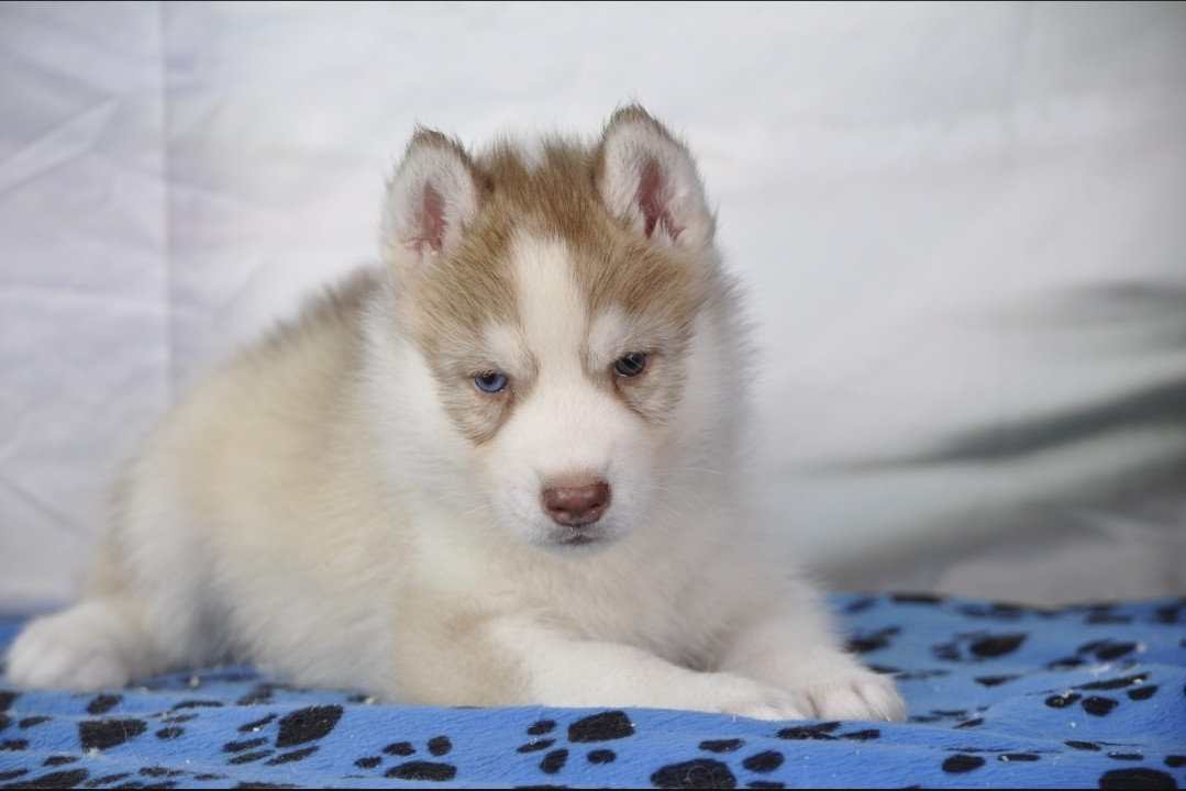 Angel Inside's - Chiots disponibles - Siberian Husky