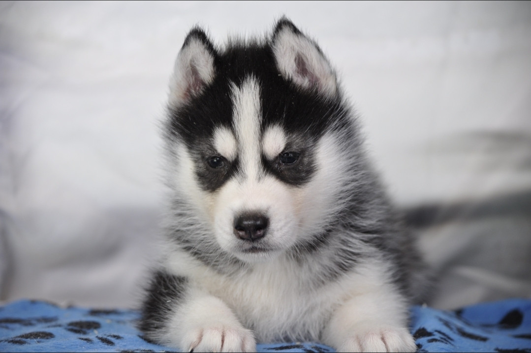 Angel Inside's - Chiots disponibles - Siberian Husky