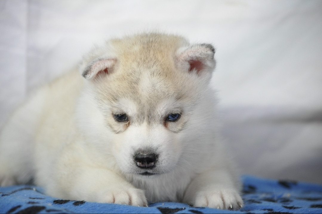 Angel Inside's - Chiots disponibles - Siberian Husky
