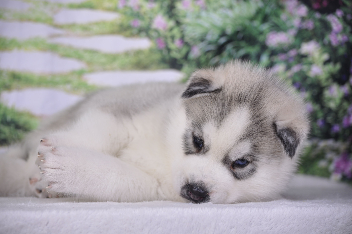 Angel Inside's - Chiots disponibles - Siberian Husky