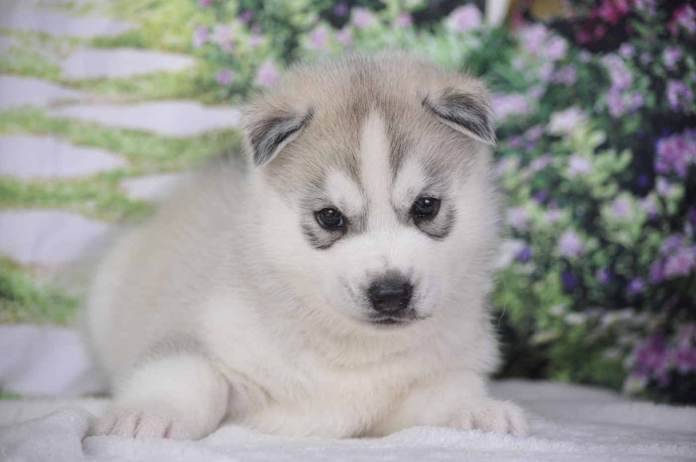Angel Inside's - Chiots disponibles - Siberian Husky