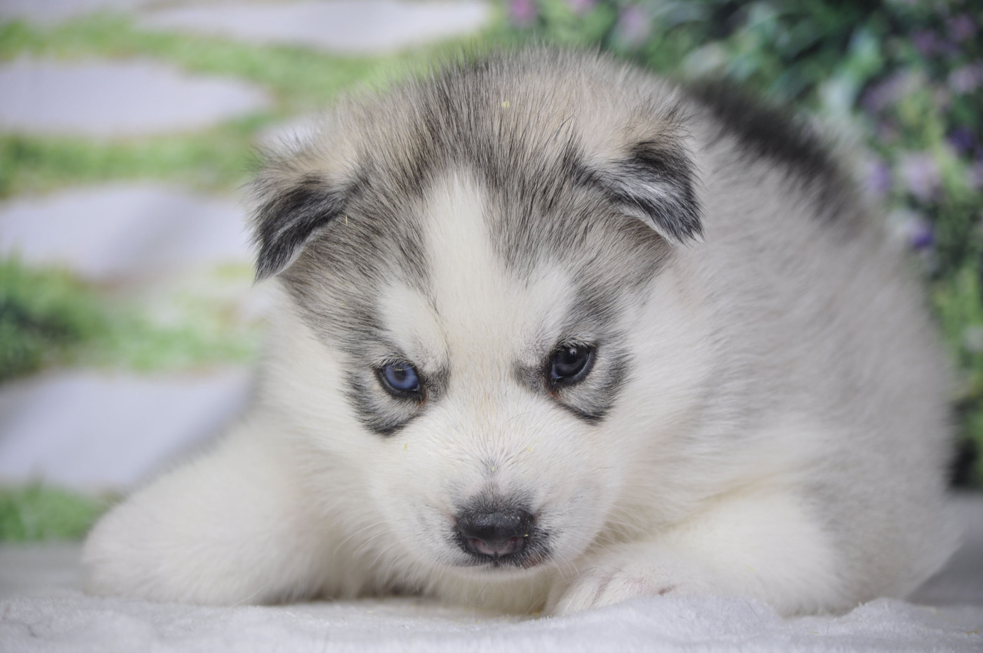 Angel Inside's - Chiots disponibles - Siberian Husky