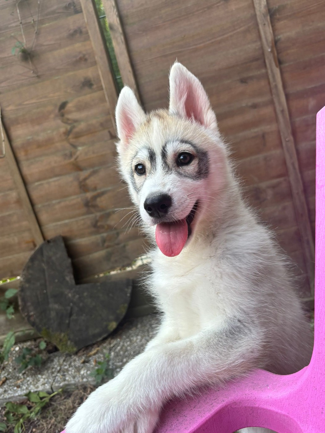Angel Inside's - Chiots disponibles - Siberian Husky