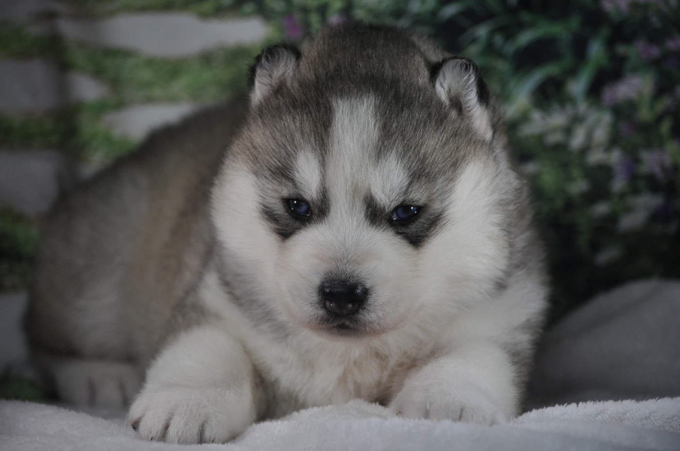 Angel Inside's - Chiots disponibles - Siberian Husky