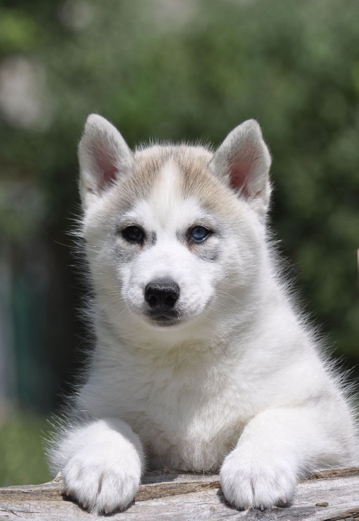 Angel Inside's - Chiots disponibles - Siberian Husky