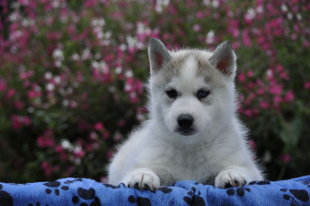 Chiot Siberian Husky Angel Inside's