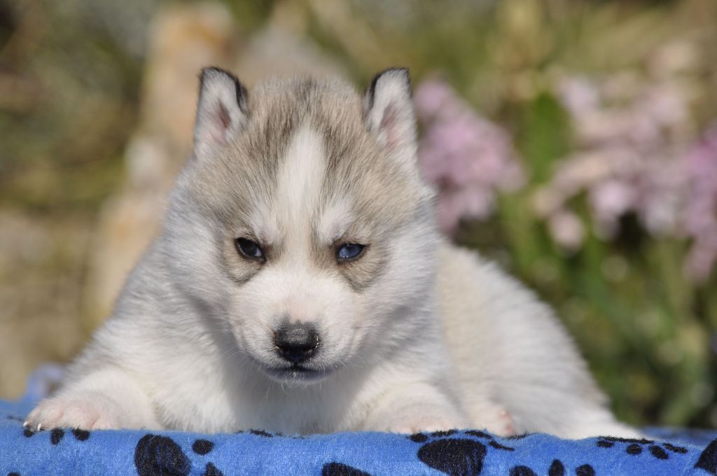 Angel Inside's - Chiots disponibles - Siberian Husky