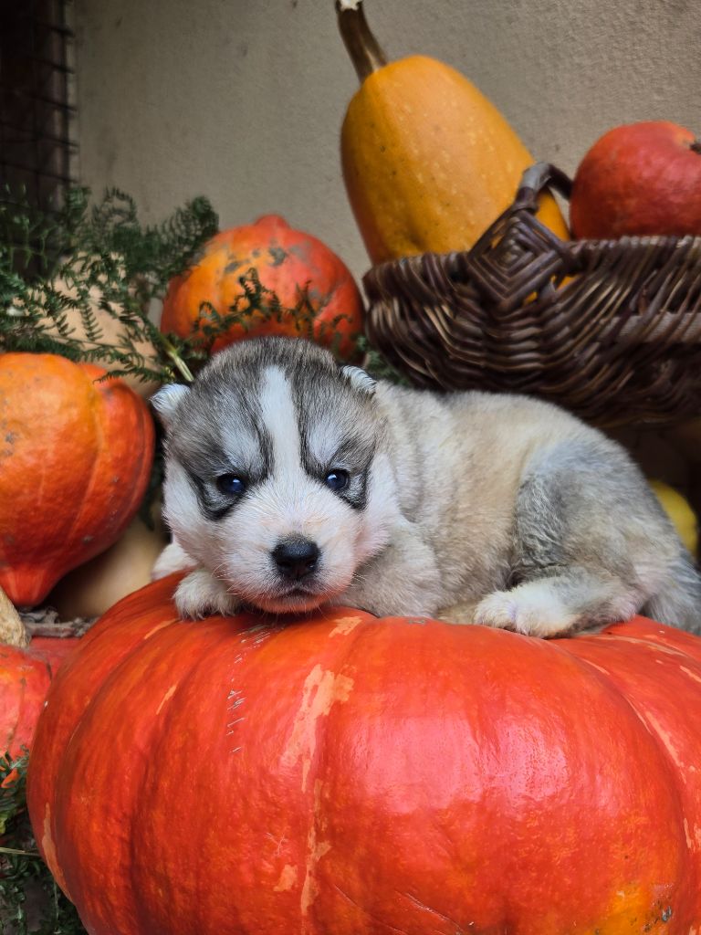 Angel Inside's - Chiots disponibles - Siberian Husky