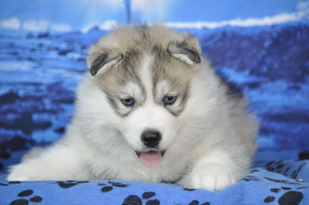 Angel Inside's - Chiots disponibles - Siberian Husky