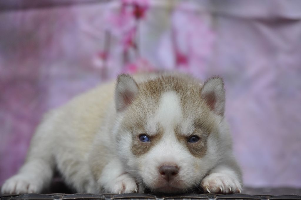 Angel Inside's - Chiots disponibles - Siberian Husky