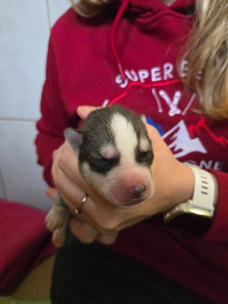 Angel Inside's - Chiots disponibles - Siberian Husky