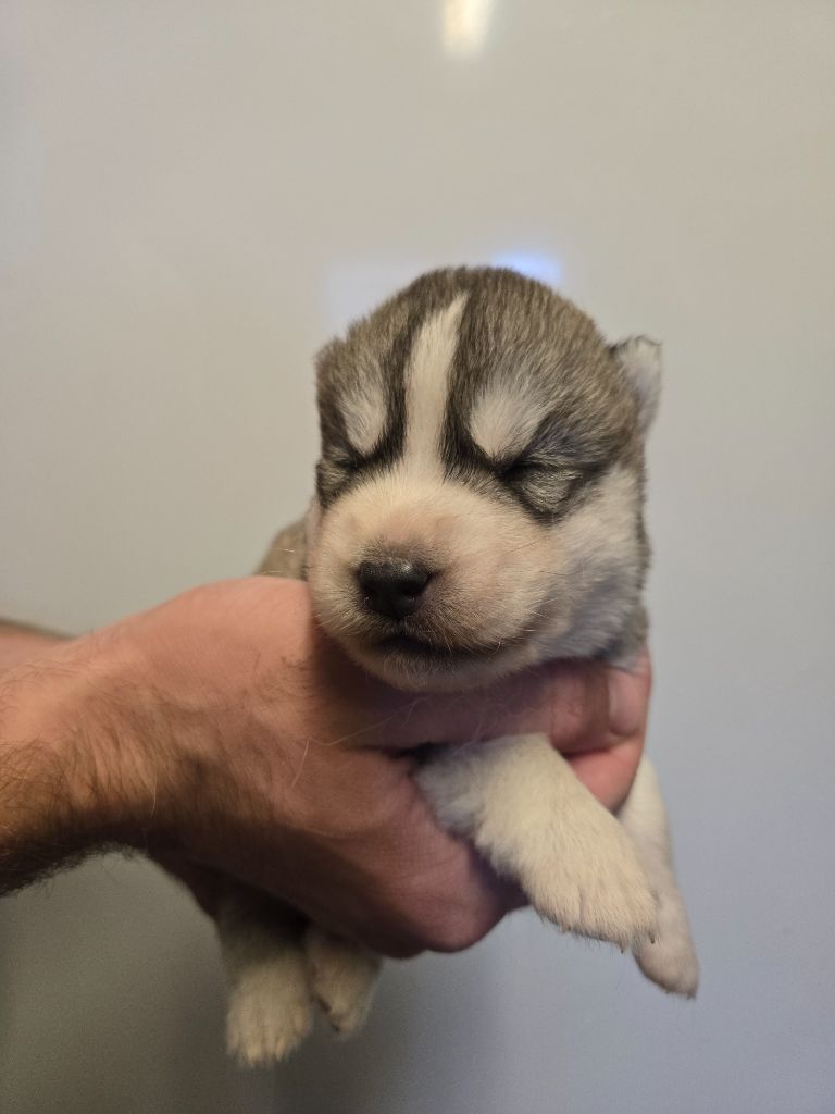 Angel Inside's - Chiots disponibles - Siberian Husky