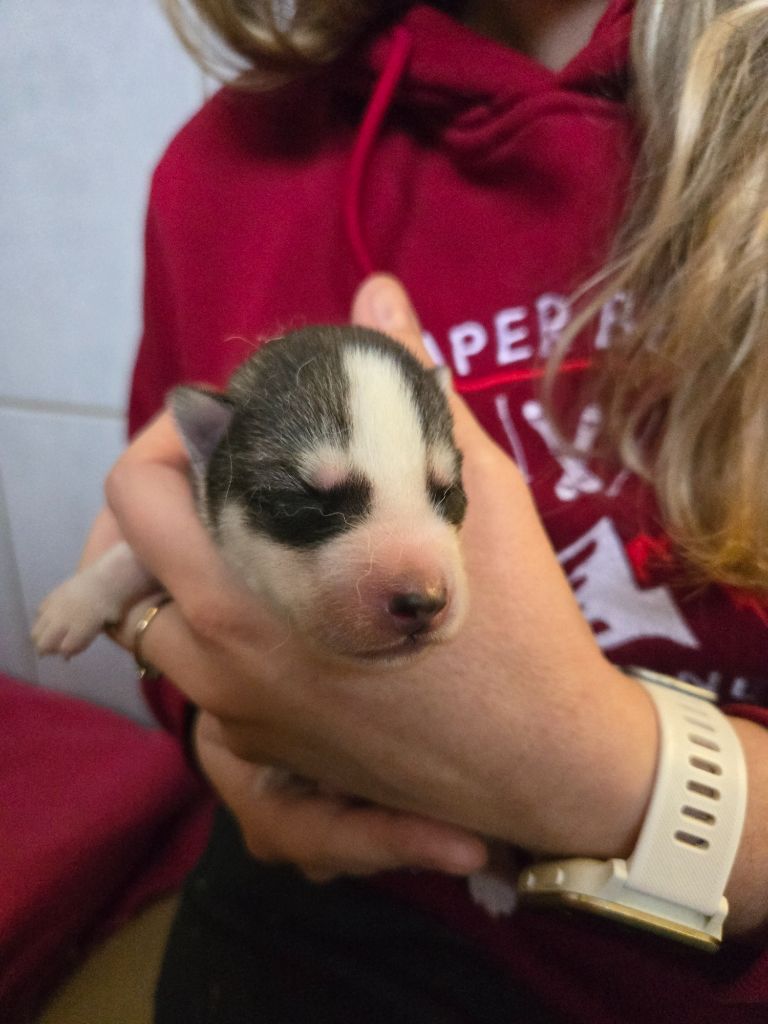 Angel Inside's - Chiots disponibles - Siberian Husky
