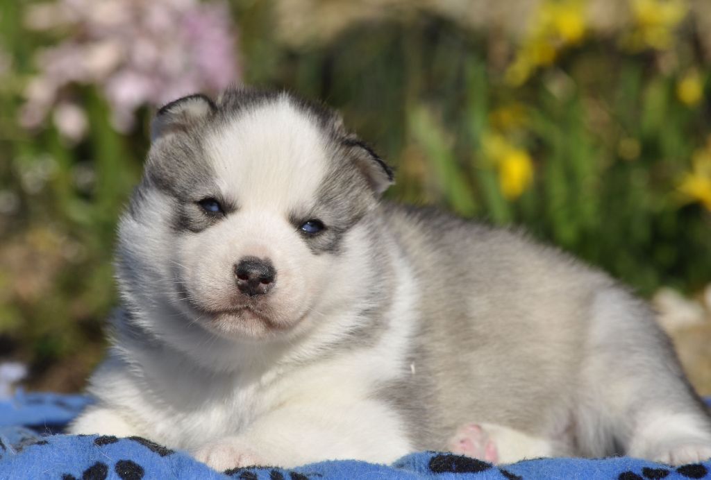 Angel Inside's - Chiots disponibles - Siberian Husky