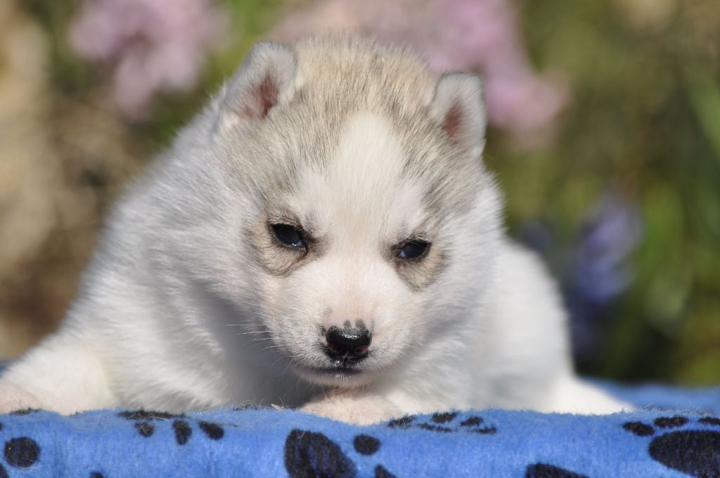 Angel Inside's - Chiots disponibles - Siberian Husky