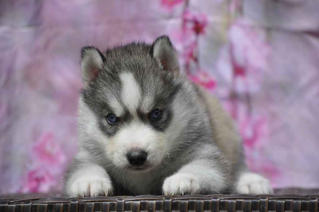 Angel Inside's - Chiots disponibles - Siberian Husky