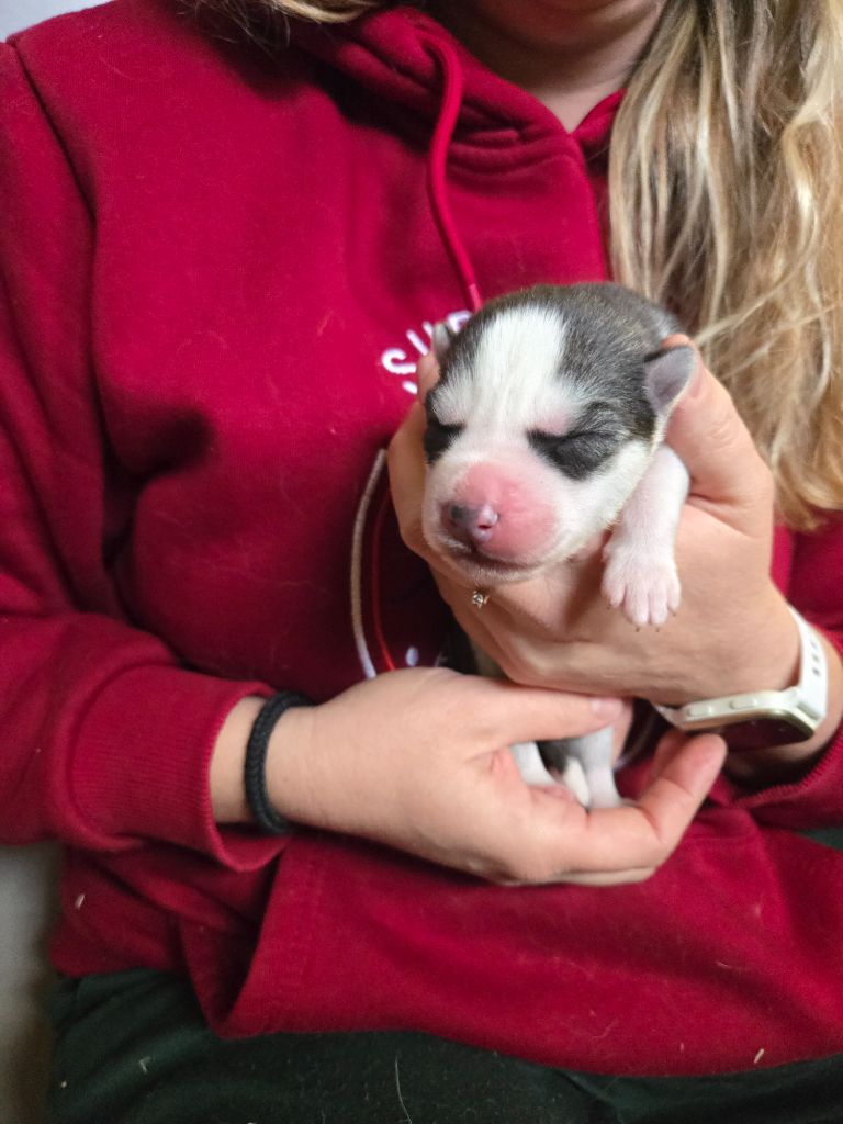 Angel Inside's - Chiots disponibles - Siberian Husky