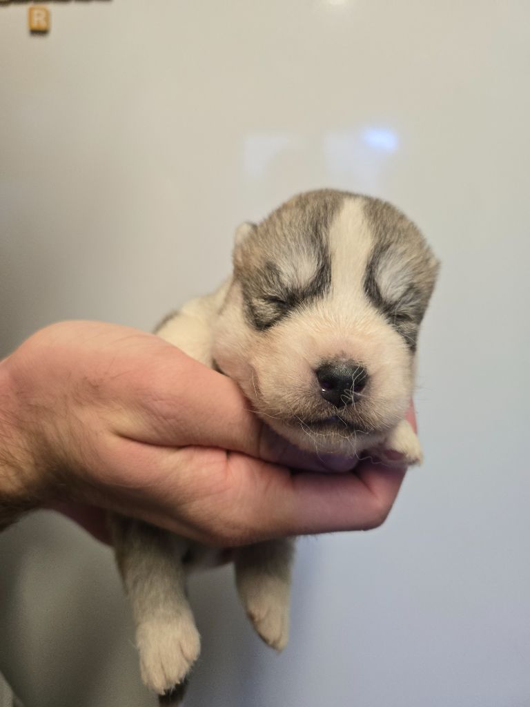 Angel Inside's - Chiots disponibles - Siberian Husky