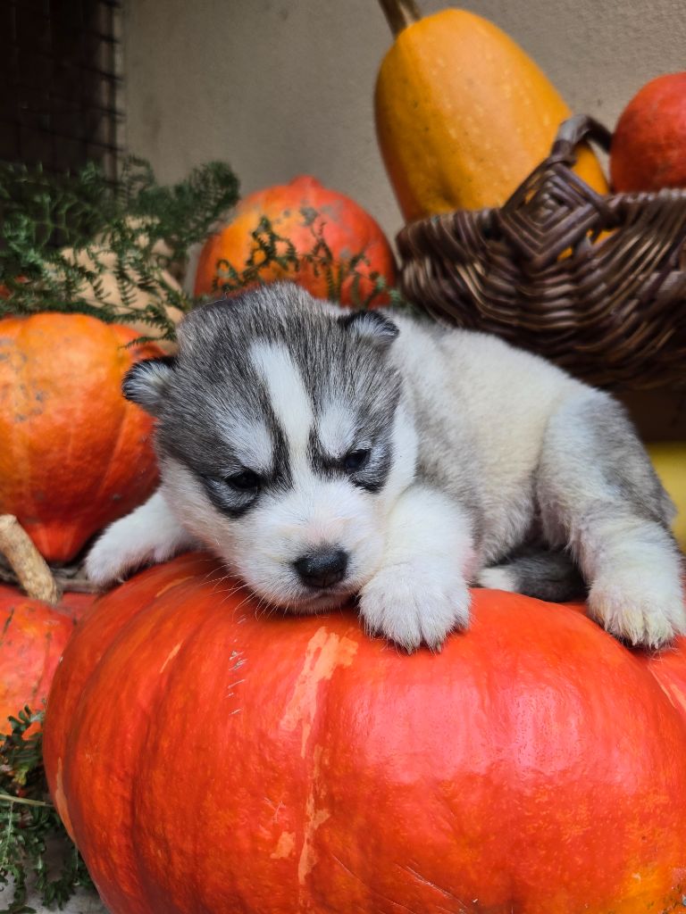 Angel Inside's - Chiots disponibles - Siberian Husky