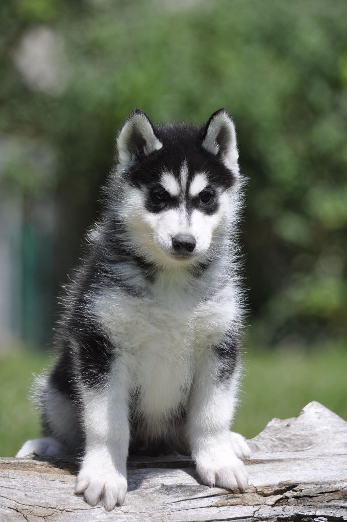 Angel Inside's - Chiots disponibles - Siberian Husky