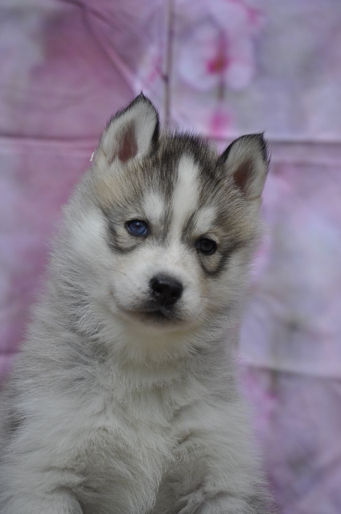 Angel Inside's - Chiots disponibles - Siberian Husky
