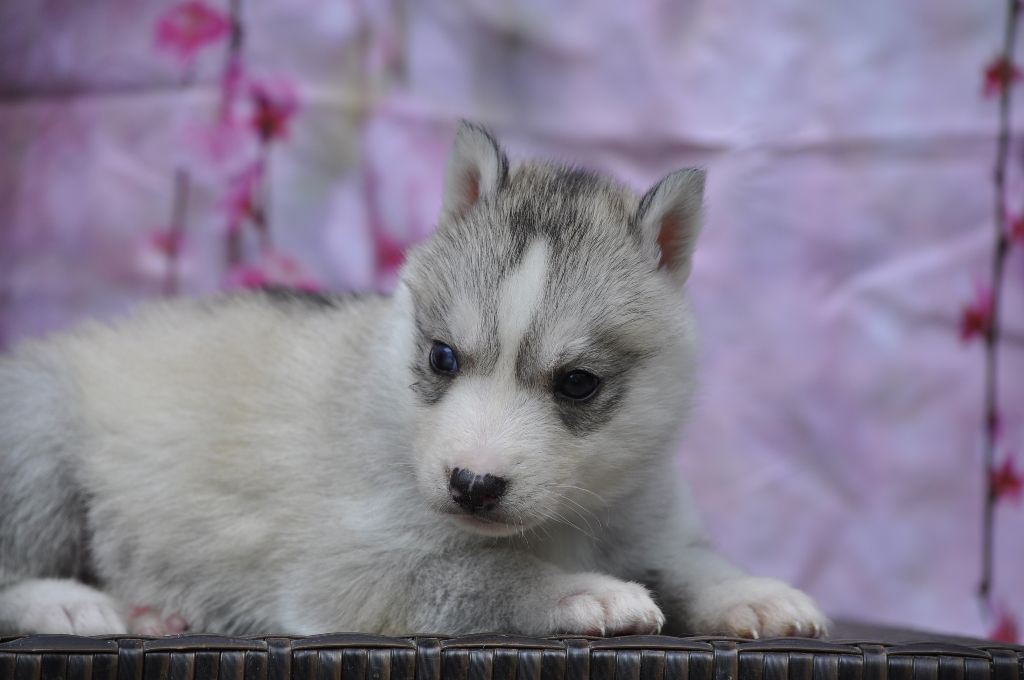 Angel Inside's - Chiots disponibles - Siberian Husky